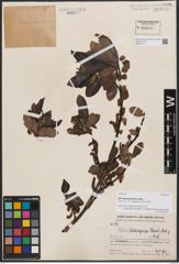 Foto von Salix delavayana Hand.-Mazz.